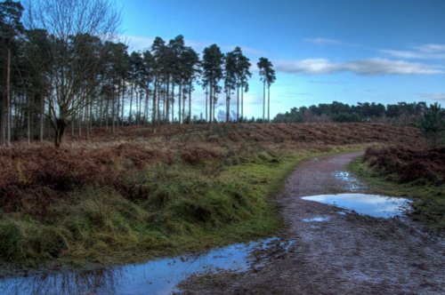 Cannock Chase Country Park