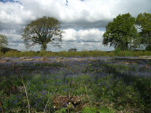 Bluebells on country farm near Marden, Kent