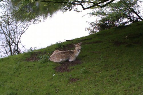 A deer at Milnthorpe