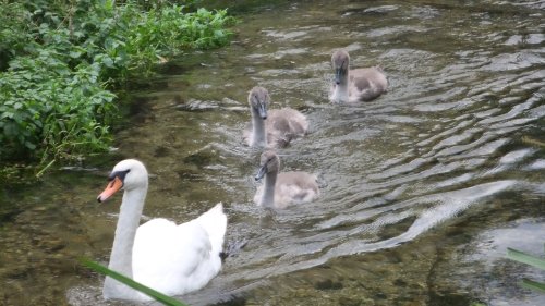 Odiham Castle, Hook, Hampshire