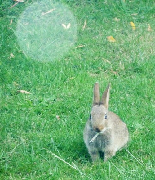 Rabbit photograph with Orb
