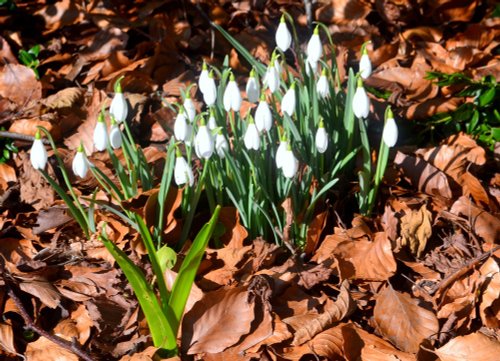 Snowdrops