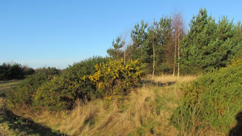 Pleasley Pit Country Park