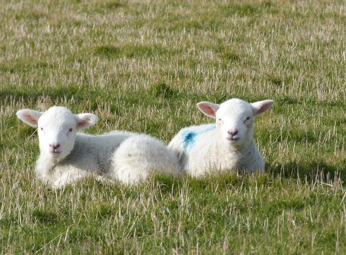 Branscombe - Lambs