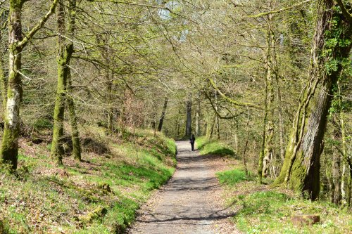 Woodland walk