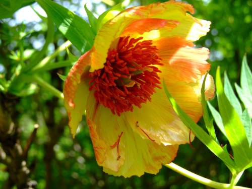 Highdown Gardens, Worthing