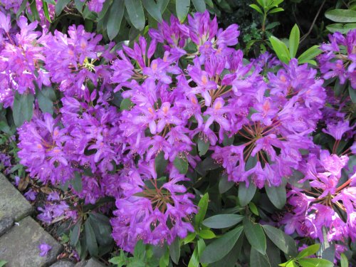 Rhododendron Ponticum