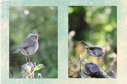 HIYA EVERYBODY, I'M SCRUFFY-BORIN !!