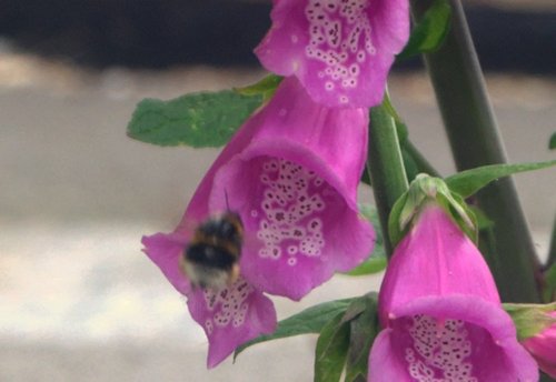 Bee on foxglove