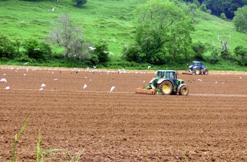 Lewesdon Hill, Dorset