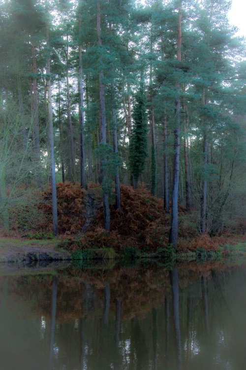 Cannock Chase Country Park