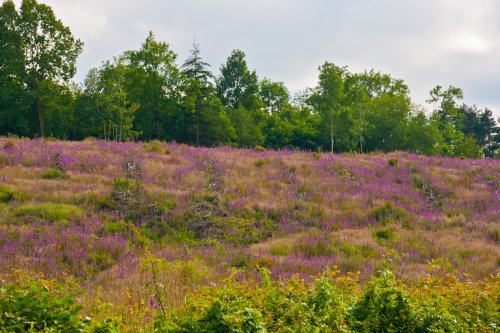 Hillside of Foxgloves