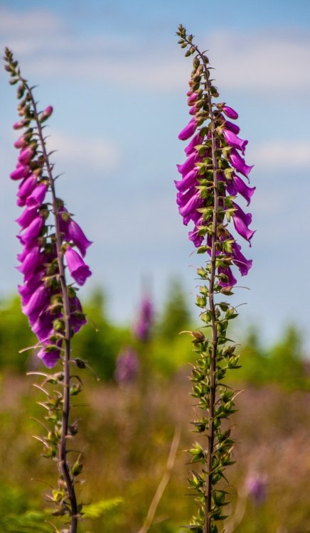 Hillside of Foxgloves (close up 2)