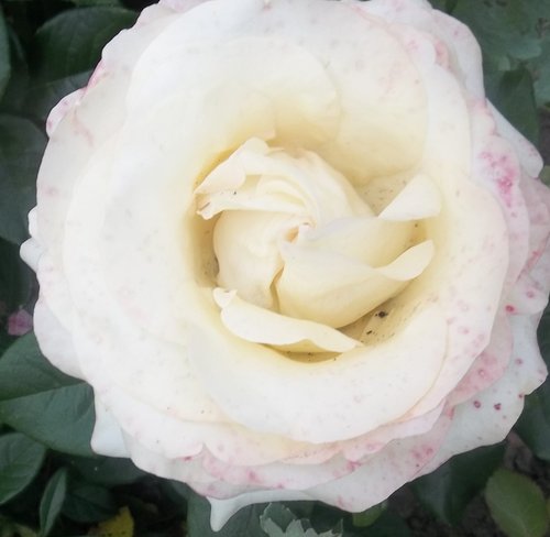 One of my new roses this year flowering for the first time