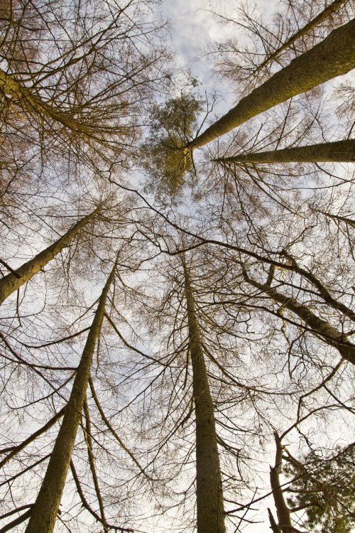 Winter trees Loughrigg Fell Dec 2013