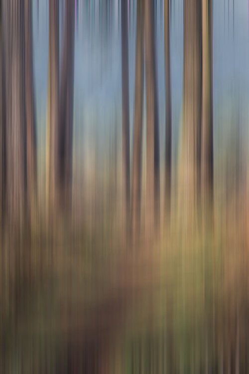 Cannock Chase with a twist