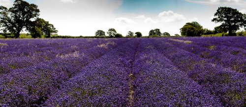 Faulkland Lavender Fields Somerset
