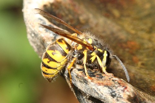 Wasp in my garden at Caversham