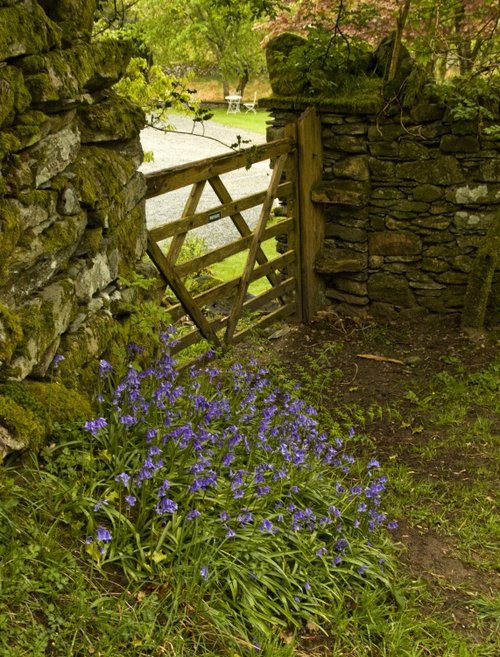 Bluebells and Gate