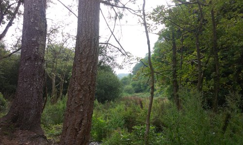 Treva Croft Wood, Lelant Downs, St Ives