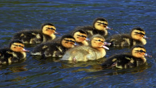 Happy Mallard ducklings in Alexandra Park Oldham, Greater Manchester.