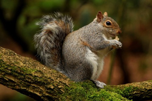 Squirrel in Heaton Park, Prestwich, Manchester