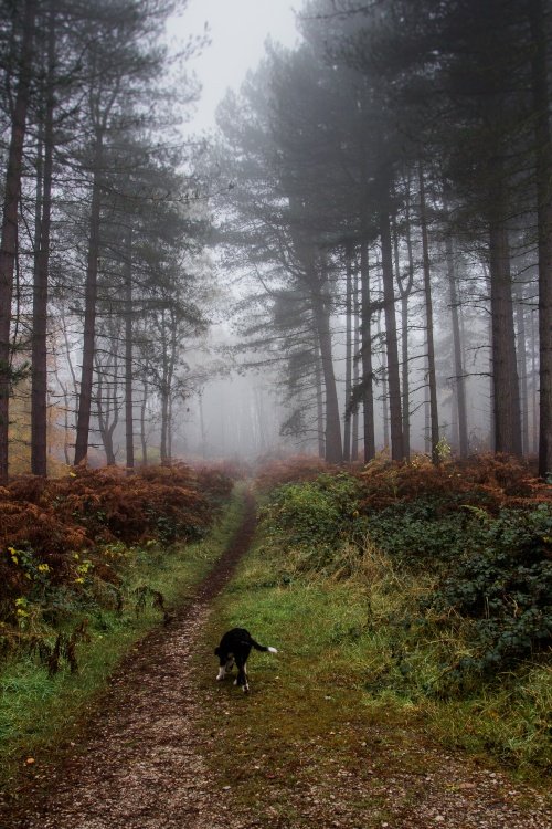 Cannock Chase Country Park