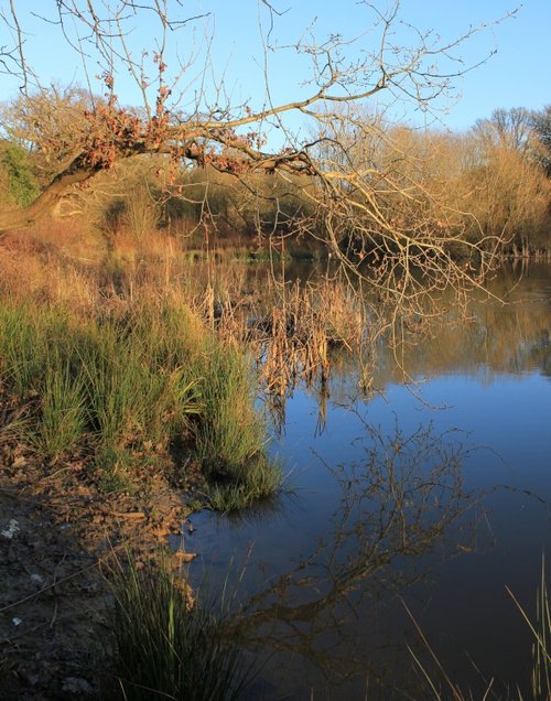 Weepy Tree at the Isle of Wight
