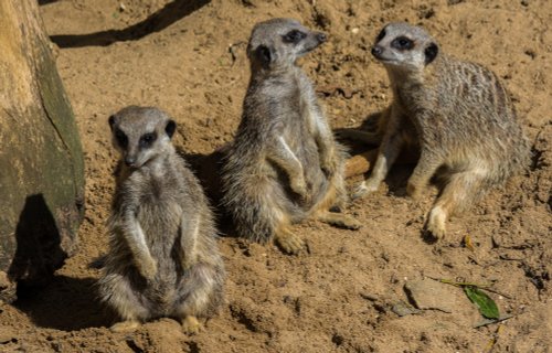 Meerkats at Mablethorpe Seal Sanctuary and Wildlife Centre