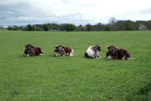 Resting cattle in Brockadale