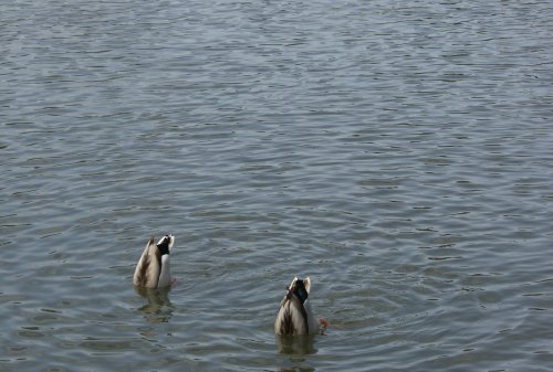 Sheffield Park & Garden