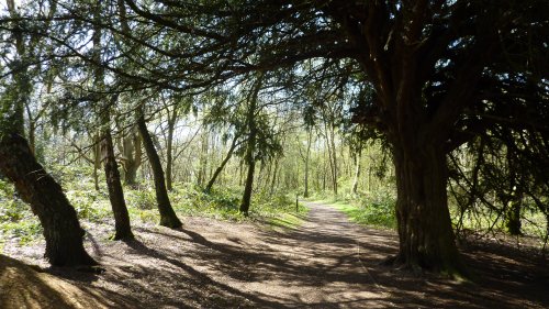 Newlands Corner