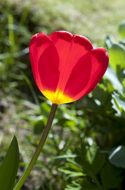 Tulip against the light. Gateacre, Liverpool.
