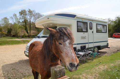New forest  near Ringwood