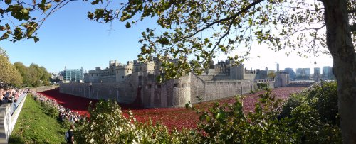Poppies at the Tower
