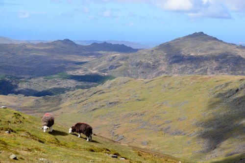 Herdwicks & Harter Fell