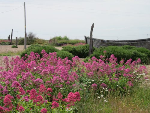 Shingle garden Dungeness, Kent