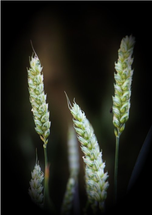The Perils Of The Bird Feeder