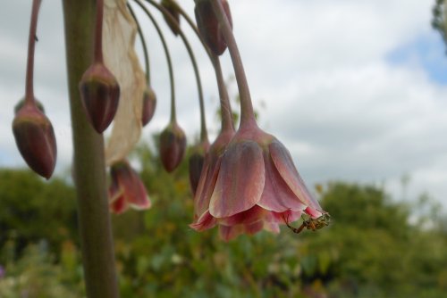 Brixworth Country Park