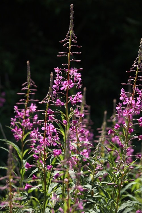 Rosebay Willow-herb growing wild at Watlington Hill