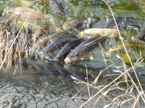 Carp Attack