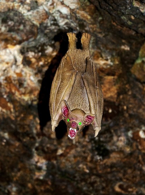 Welome to Mother Shipton's Cave.