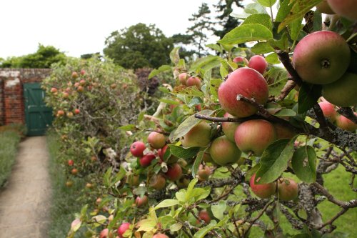 Apples at Greys Court