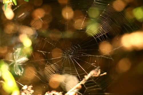 Autumn Cobwebs