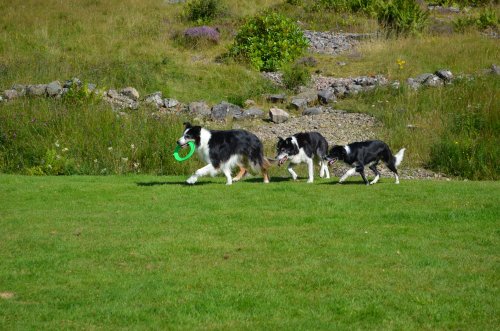The three collies - Glencoe