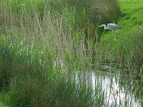 Rye Harbour Nature Reserve