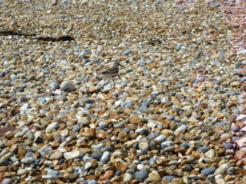 Rye Harbour Nature Reserve