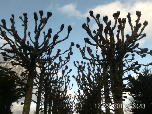 Avenue of trees at Mottisfont Abbey