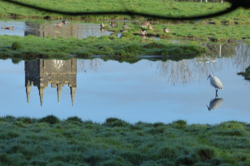 Egret, river Camel, Wadebridge