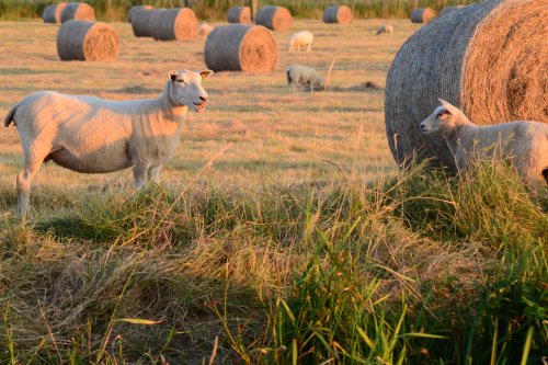 Hay making